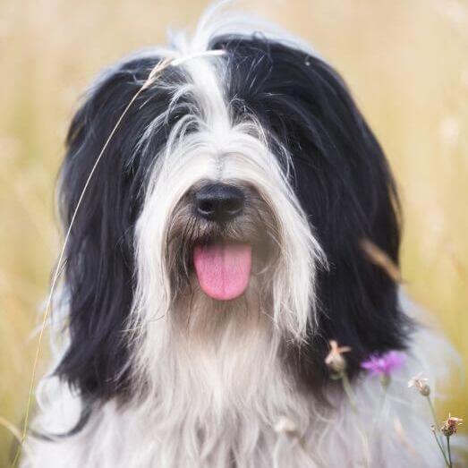 Tibetan collie sales